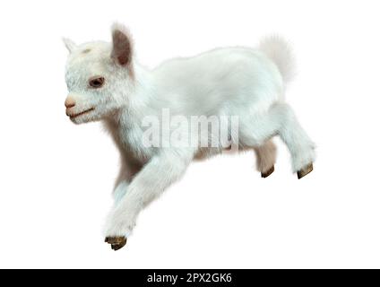 3D rendering of a white baby goat isolated on white background Stock Photo