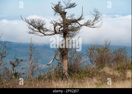 The trunk of a dead pine tree with rotten branches on a mound of wild grass Stock Photo