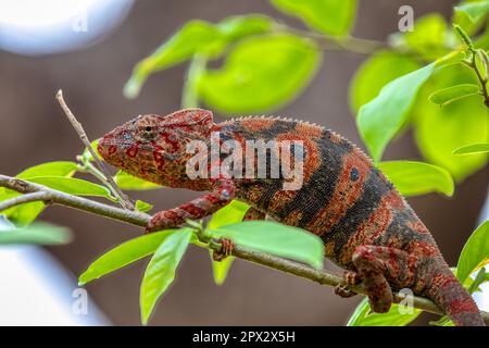 Furcifer nicosiai is a large endemic species of chameleon, a lizard in the family Chamaeleonidae, Tsingy de Bemaraha, Madagascar wildlife animal. Stock Photo