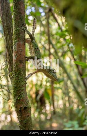 Uroplatus sikorae, mossy leaf-tailed gecko or the southern flat-tail gecko, is species of Cites protected endemic lizard in the family Gekkonidae. Ran Stock Photo