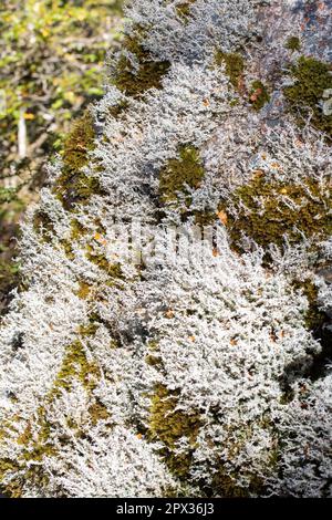 Sphagnum moss on a tree close-up.  Stock Photo