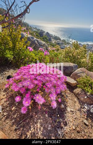 Trailing ice plant with pink flowerheads growing outside on a mountain in their natural habitat. View of lampranthus spectabilis, a species of dewplan Stock Photo