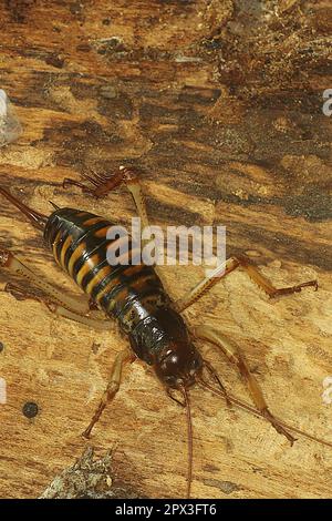 Female Wellington Tree Wētā (Hemideina crassidens) on a log Stock Photo