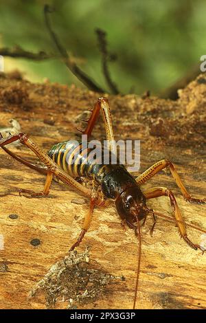 Female Wellington Tree Wētā (Hemideina crassidens) on a log Stock Photo