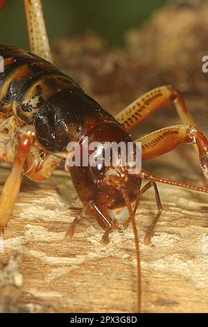 Female Wellington Tree Wētā (Hemideina crassidens) on a log Stock Photo