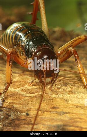 Female Wellington Tree Wētā (Hemideina crassidens) on a log Stock Photo