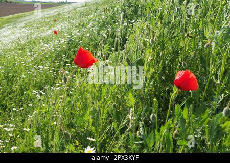 Daisies and poppies grow in the field. Wild flowers as a medicinal, cosmetic and aromatic agent. A field of beautiful daisies and poppies. Agricultura Stock Photo