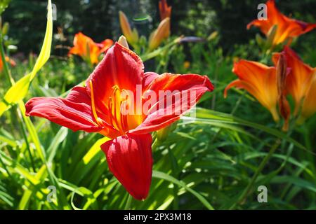 Hemerocallis hybrid Anzac is a genus of plants of the Lilaynikov family Asphodelaceae. Beautiful red lily flowers with six petals. Long thin green lea Stock Photo