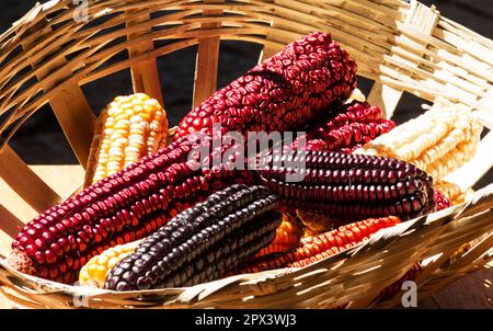 Bunch of Indian corn on the cob in a basket Stock Photo