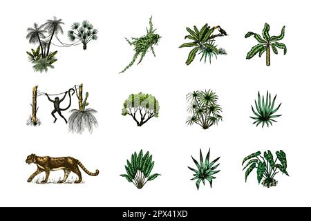 Wild tiger and exotic plants. Toucan bird and monkey. Banana and agave and succulent. Tropical trees. Eastern landscape. Exotic nature. Linear Jungle Stock Vector