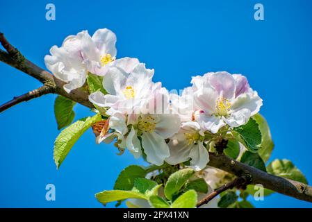 Cropped apple blossoms in close-up against a blurred background Stock Photo