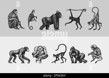 Bonobo or chimpanzee, Western gorilla , Orangutan in vintage style. Colombian capuchin Proboscis monkey. Spider monkey or Southern muriqui . Hand Stock Vector