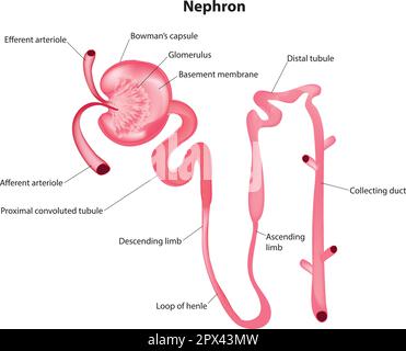 Nephron Stock Vector