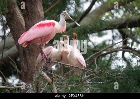 A roseate spoonbill returns to the nest to feed its growing chicks in Orlando, Florida. Stock Photo