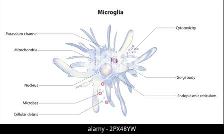 Microglia Stock Vector