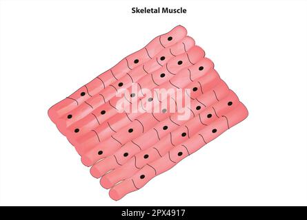 Anatomy of a Skeletal muscle fiber. Myofibril structure include Myosin ...