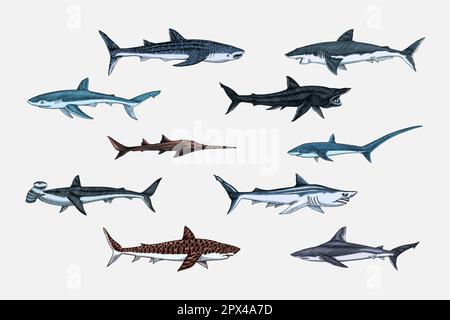 Great white shark or mackerel shark and Sixgill sawshark. Marine ...