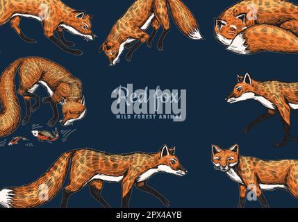 Wild red fox poster or banner. Forest ginger animal flying and jumping. Vector Engraved hand drawn Vintage sketch background. Stock Vector