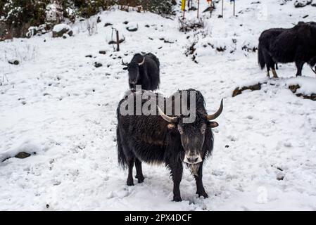 Yak Safari in Sikkim. Yumthang Valley, North Sikkim is a paradise on earth, which is full of natural wonders and picturesque beauty. Stock Photo