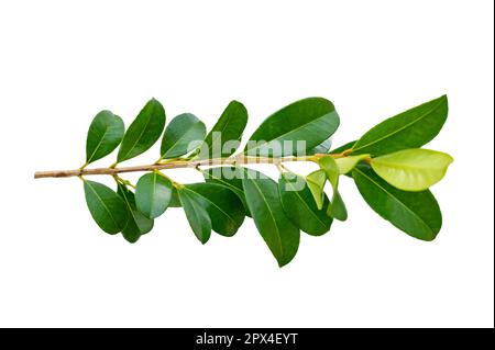 leaf vine isolates on a white background Stock Photo
