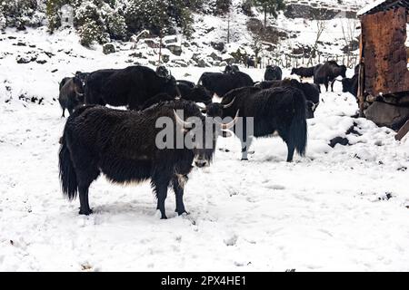 Yak Safari in Sikkim. Yumthang Valley, North Sikkim is a paradise on earth, which is full of natural wonders and picturesque beauty. Stock Photo