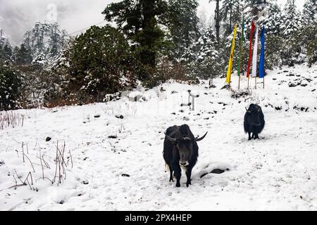 Yak Safari in Sikkim. Yumthang Valley, North Sikkim is a paradise on earth, which is full of natural wonders and picturesque beauty. Stock Photo