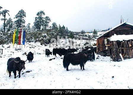 Yak Safari in Sikkim. Yumthang Valley, North Sikkim is a paradise on earth, which is full of natural wonders and picturesque beauty. Stock Photo