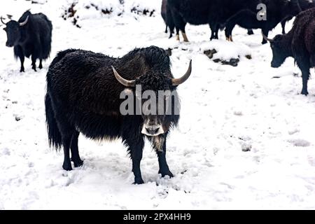 Yak Safari in Sikkim. Yumthang Valley, North Sikkim is a paradise on earth, which is full of natural wonders and picturesque beauty. Stock Photo