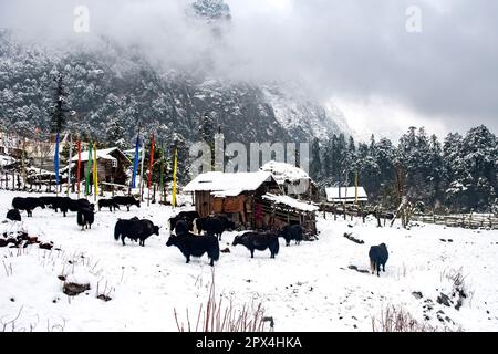 Yumthang Valley, North Sikkim is a paradise on earth, which is full of natural wonders and picturesque beauty. Yak Safari in Sikkim Stock Photo