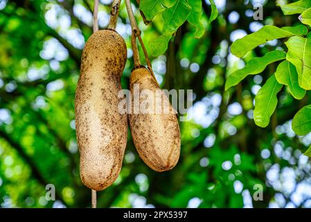 A baobab tree in the Dominica Botanical Gardens at Roseau in the Caribbean Stock Photo