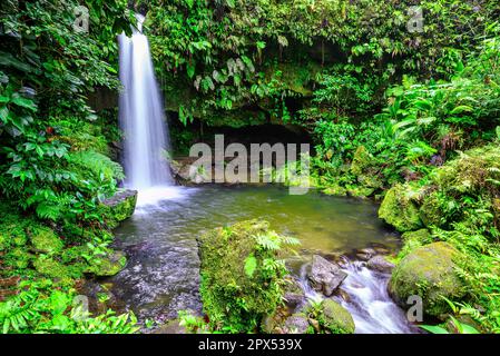 One of the most popular spots on the Caribbean island of Dominica, the Emerald Pool is a destination for many tourists Stock Photo