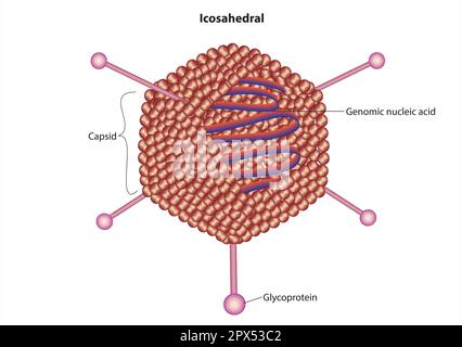 Icosahedral virus Stock Vector