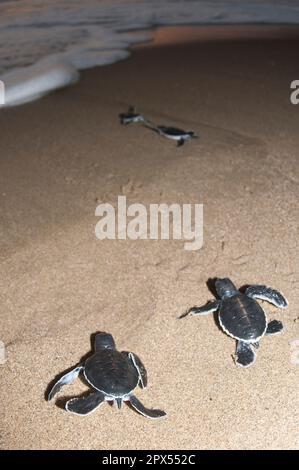 Baby Green Turtles, Chelonia mydas, on sand entering surf on Sukamade Beach in East Java in Indonesia Stock Photo