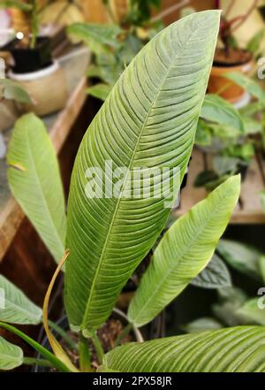 pothos plants for sale Jade Pothos in Trellis, Epipremnum Aureum Jade