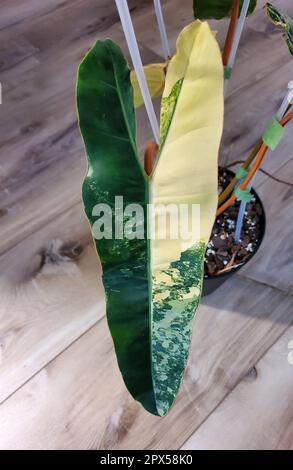 Closeup of a beautiful cream and green marbled leaf of Philodendron Billietiae Variegated Stock Photo