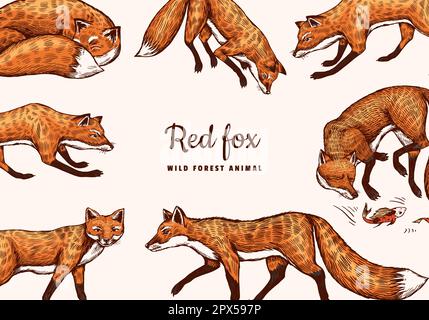 Wild red fox poster or banner. Forest ginger animal flying and jumping. Vector Engraved hand drawn Vintage sketch background. Stock Vector