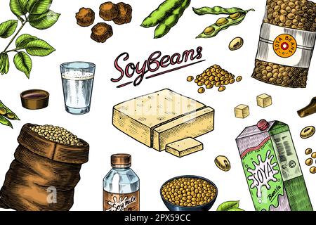 Soybeans Vector Sketch Stock Illustrations – 125 Soybeans Vector Sketch  Stock Illustrations, Vectors & Clipart - Dreamstime