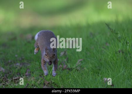Grey Squirrel Sciurus carolinensis running and leaping off the ground whilst carrying an old acorn in it's mouth, North Norfolk, UK Stock Photo