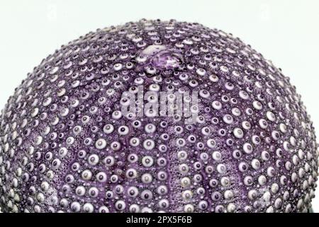 Skeleton of sea shell violet echinoidea isolated on white background, close up Stock Photo