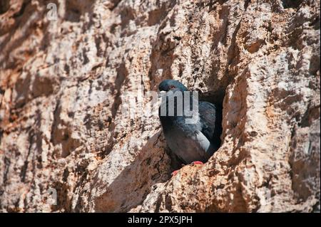 A pigeon in a hole of the city walls Stock Photo