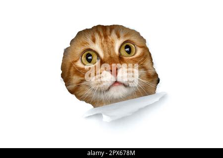 Closeup ginger cat cat peeking out of torn paper on the white background. Isolated Stock Photo