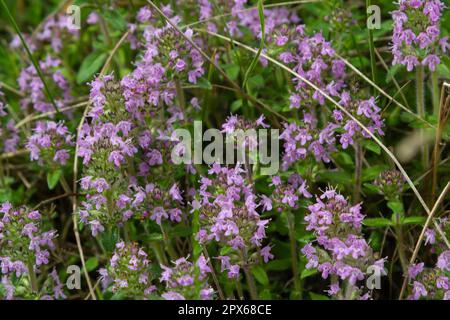 The macrophoto of herb Thymus serpyllum, Breckland thyme. Breckland wild thyme, creeping thyme, or elfin thyme blossoms close up. Natural medicine. Cu Stock Photo