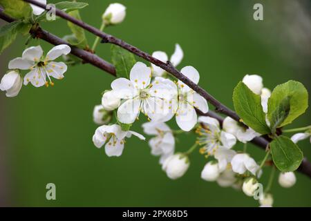 Cherry blossom in spring garden on blurred green background. White flowers with green leaves on a branch Stock Photo