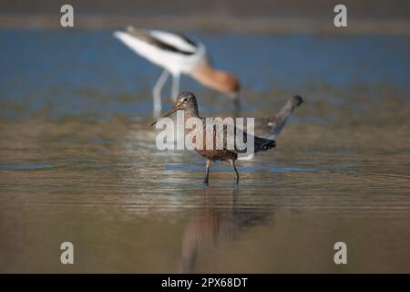 Godwit with other wading birds Stock Photo