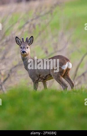 The roe deer on the forest edge Stock Photo - Alamy