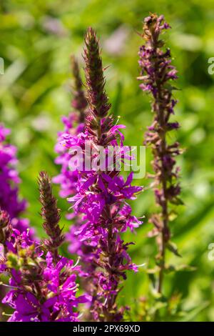 Lythrum salicaria - purple loosestrife, spiked loosestrife, purple lythrum. Stock Photo