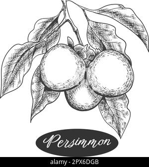 Persimmon branch engraving Stock Vector