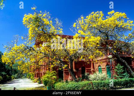 Venkatappa Art Gallery, Government Museum in Bengaluru Bangalore, Karnataka, South India, India, Asia Stock Photo