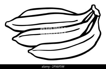 bananas line art, hand draw sketch, black and white illustration of tropical fruit, banana brunch Stock Photo