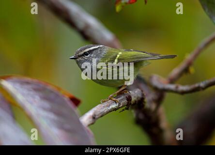 Grey-throated Warbler, songbirds, animals, birds, Ashy-throated Warbler (Phylloscopus maculipennis maculipennis) adult, perched on twig, Doi Inthanon Stock Photo
